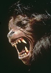 An American Werewolf in London Wolf Magnet